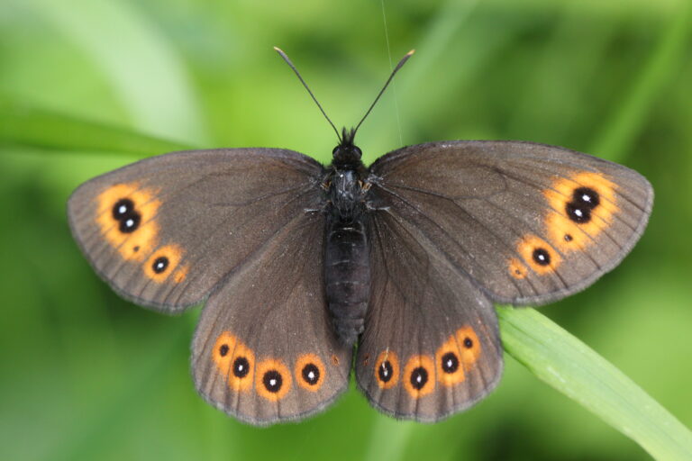 okáč rosičkový (Erebia medusa)