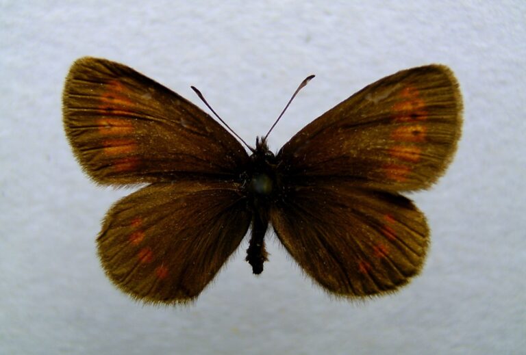 okáč sudetský (Erebia sudetica)