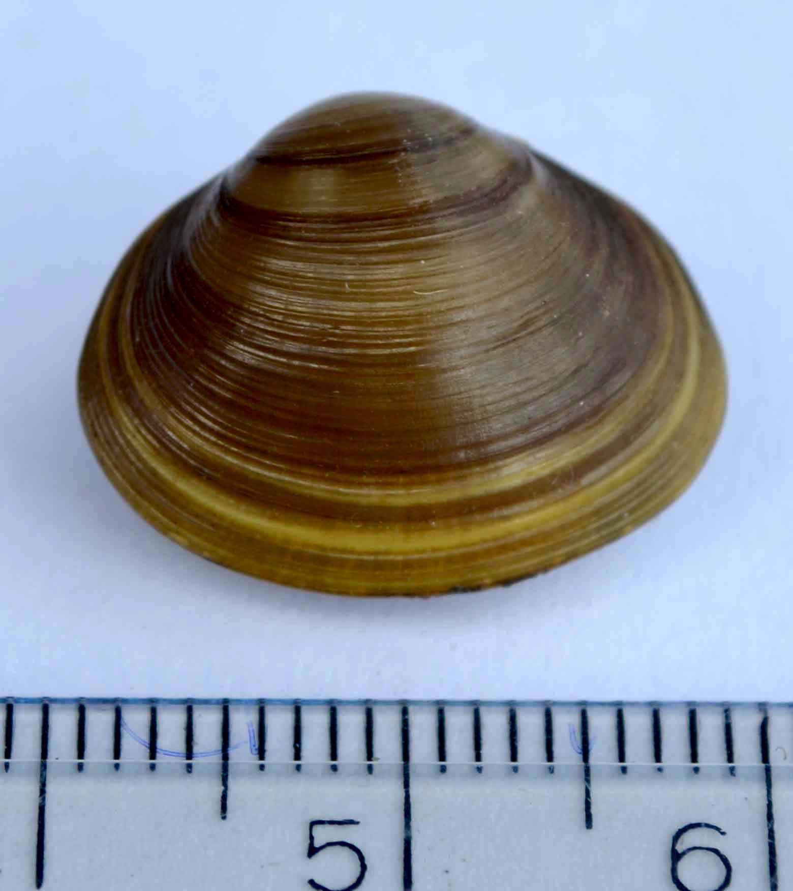 okružanka říční (Sphaerium rivicola)