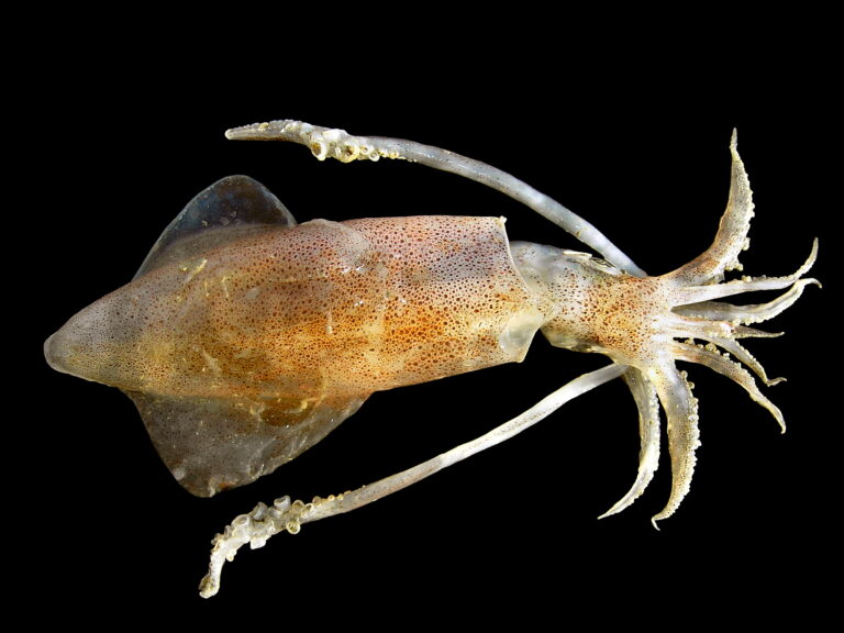 oliheň obecná (Loligo vulgaris)