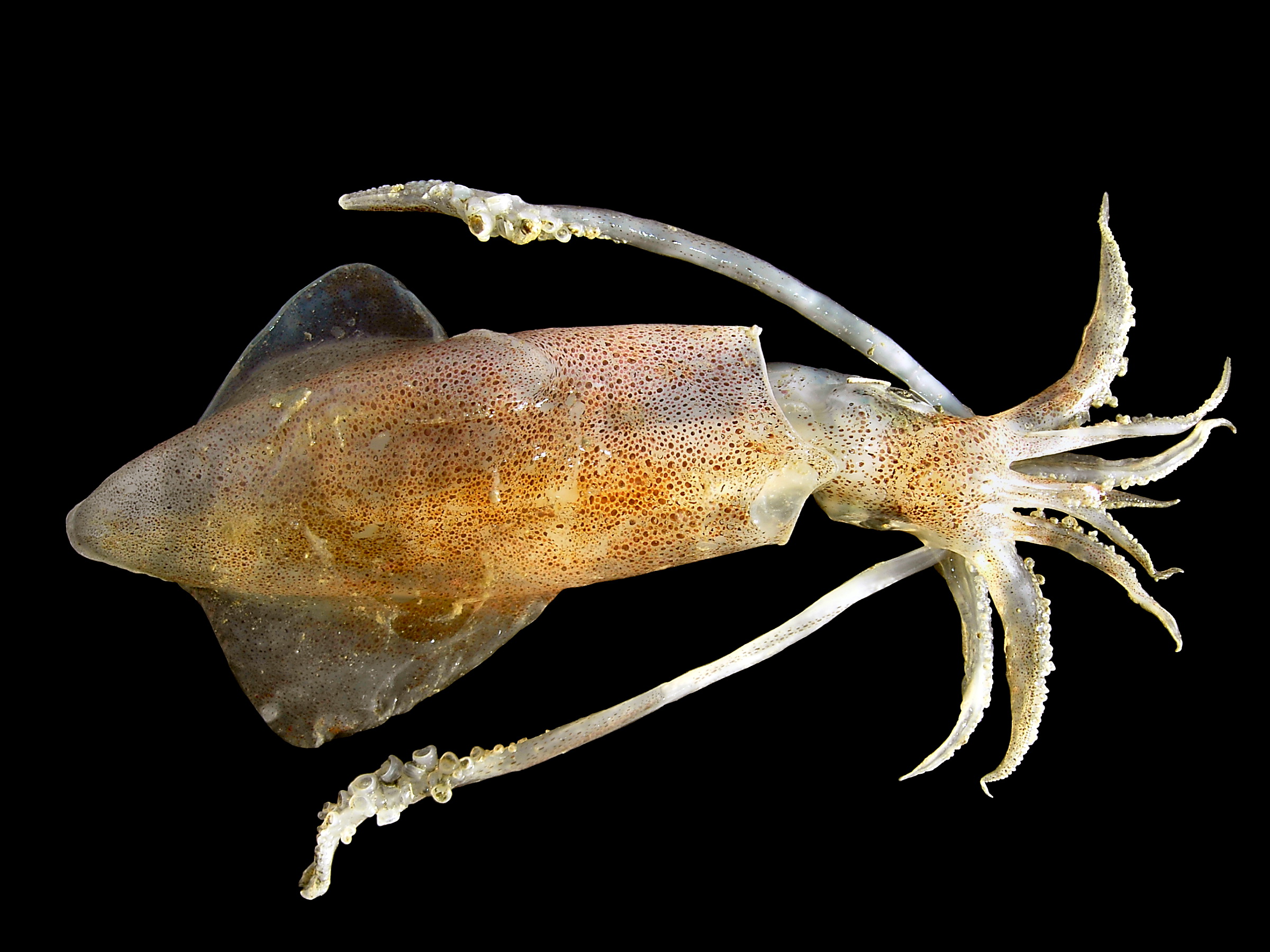 oliheň obecná (Loligo vulgaris)