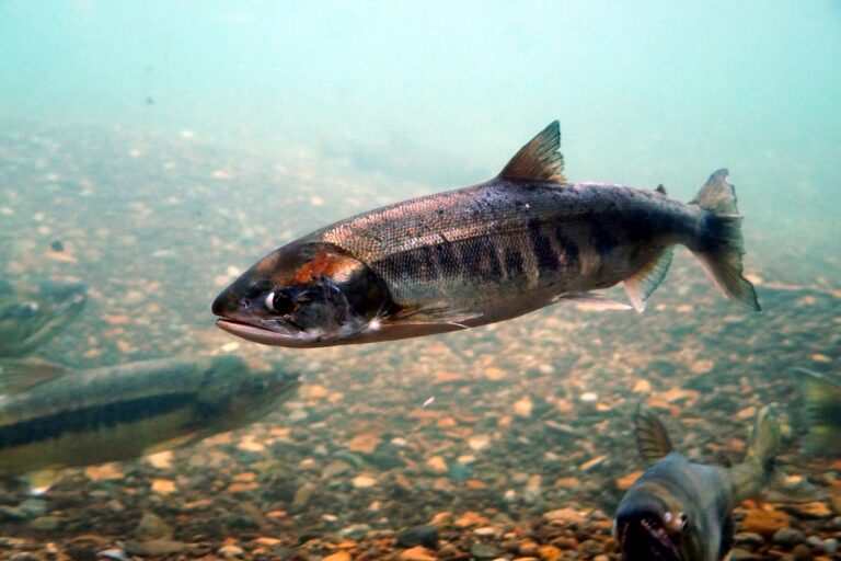 Oncorhynchus keta Oncorhynchus keta
