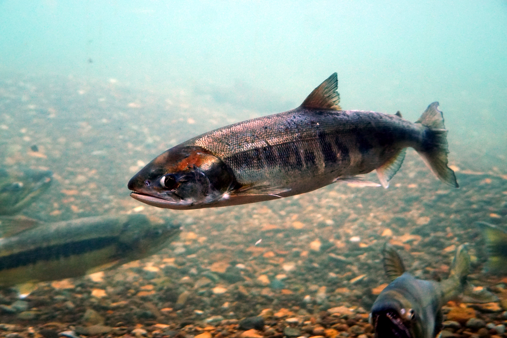 Oncorhynchus keta