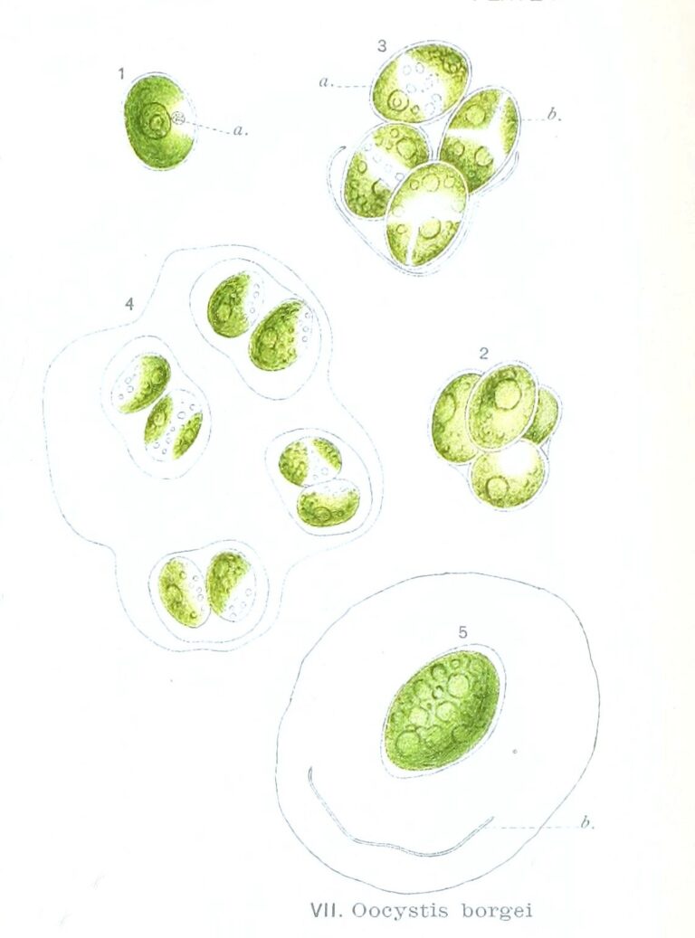 Oocystis borgei