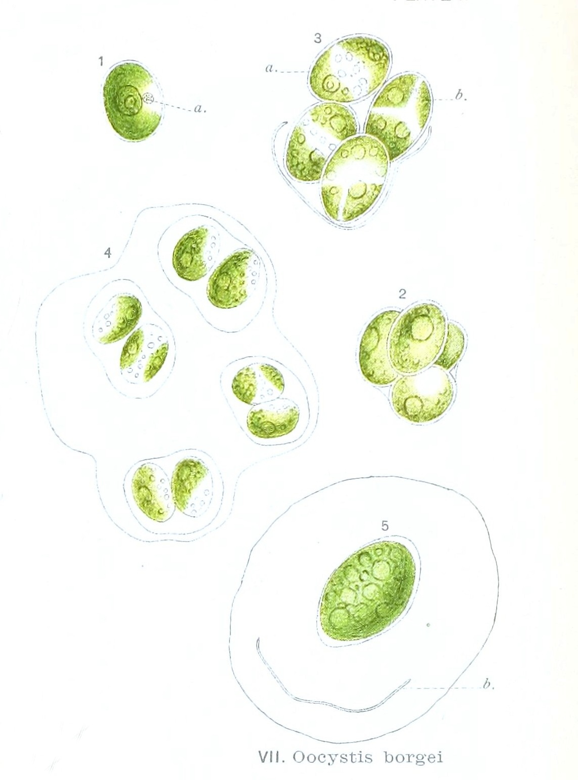 Oocystis borgei