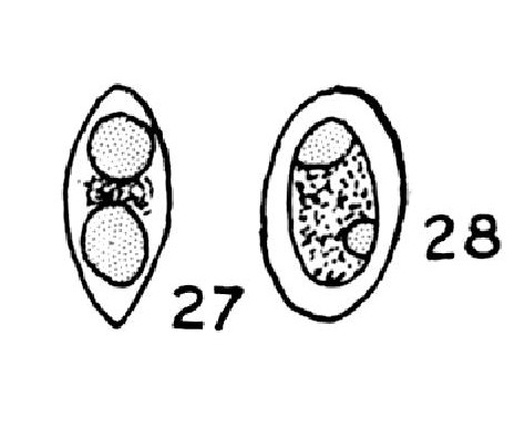 Oocystis lacustris