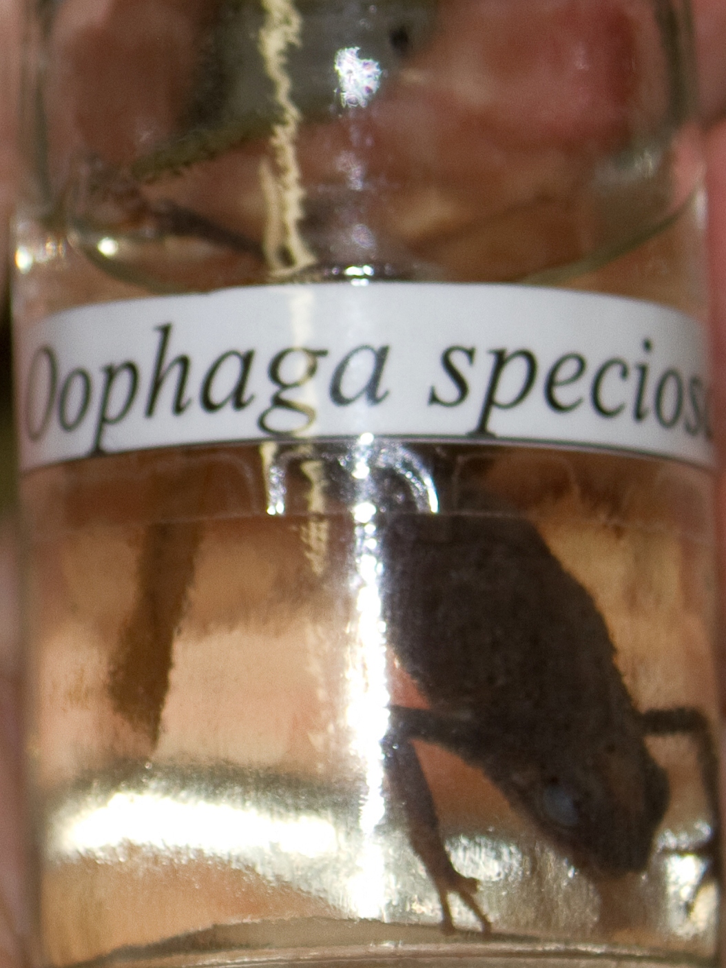 Oophaga speciosa