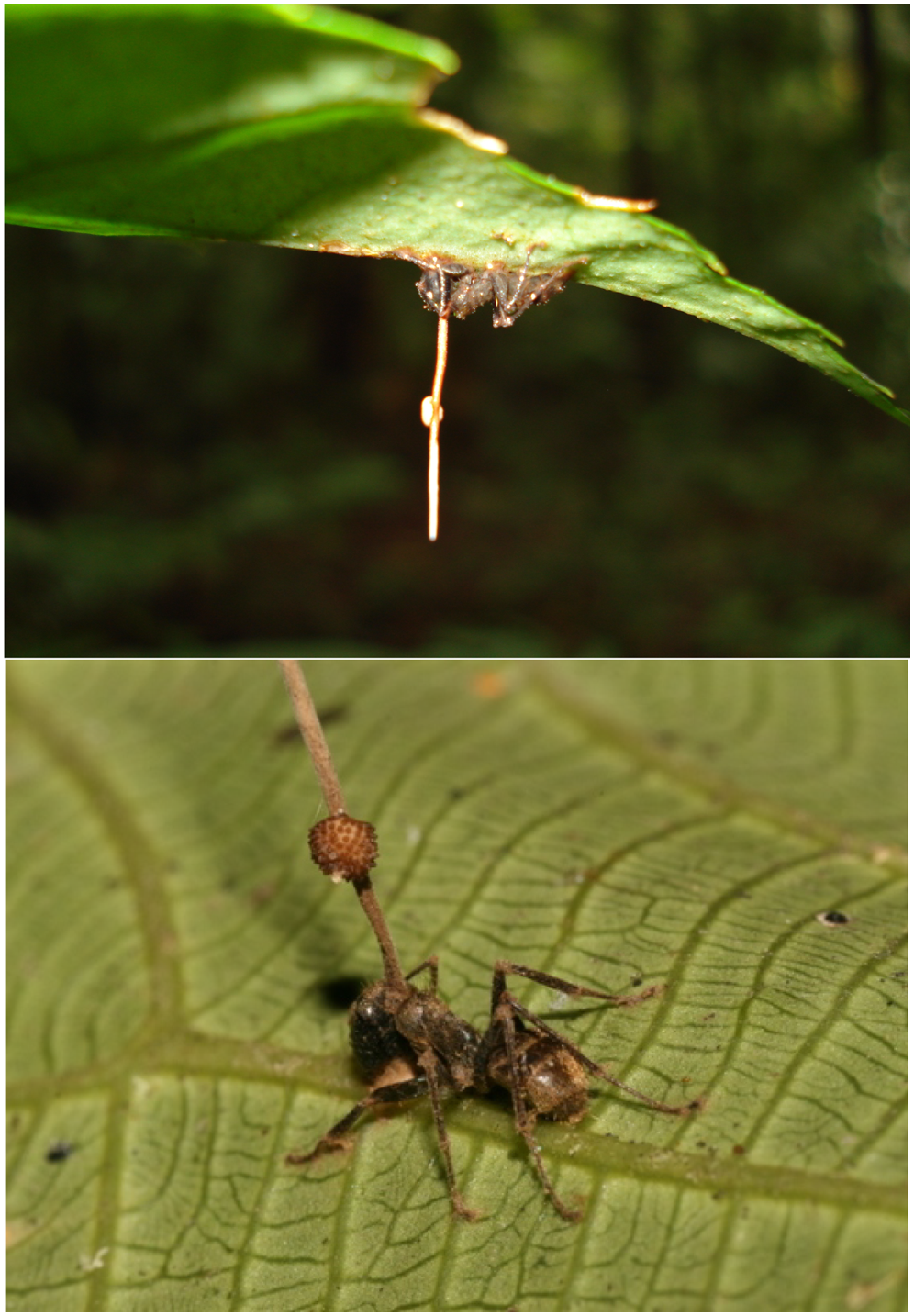 Ophiocordyceps unilateralis (Ophiocordyceps unilateralis)