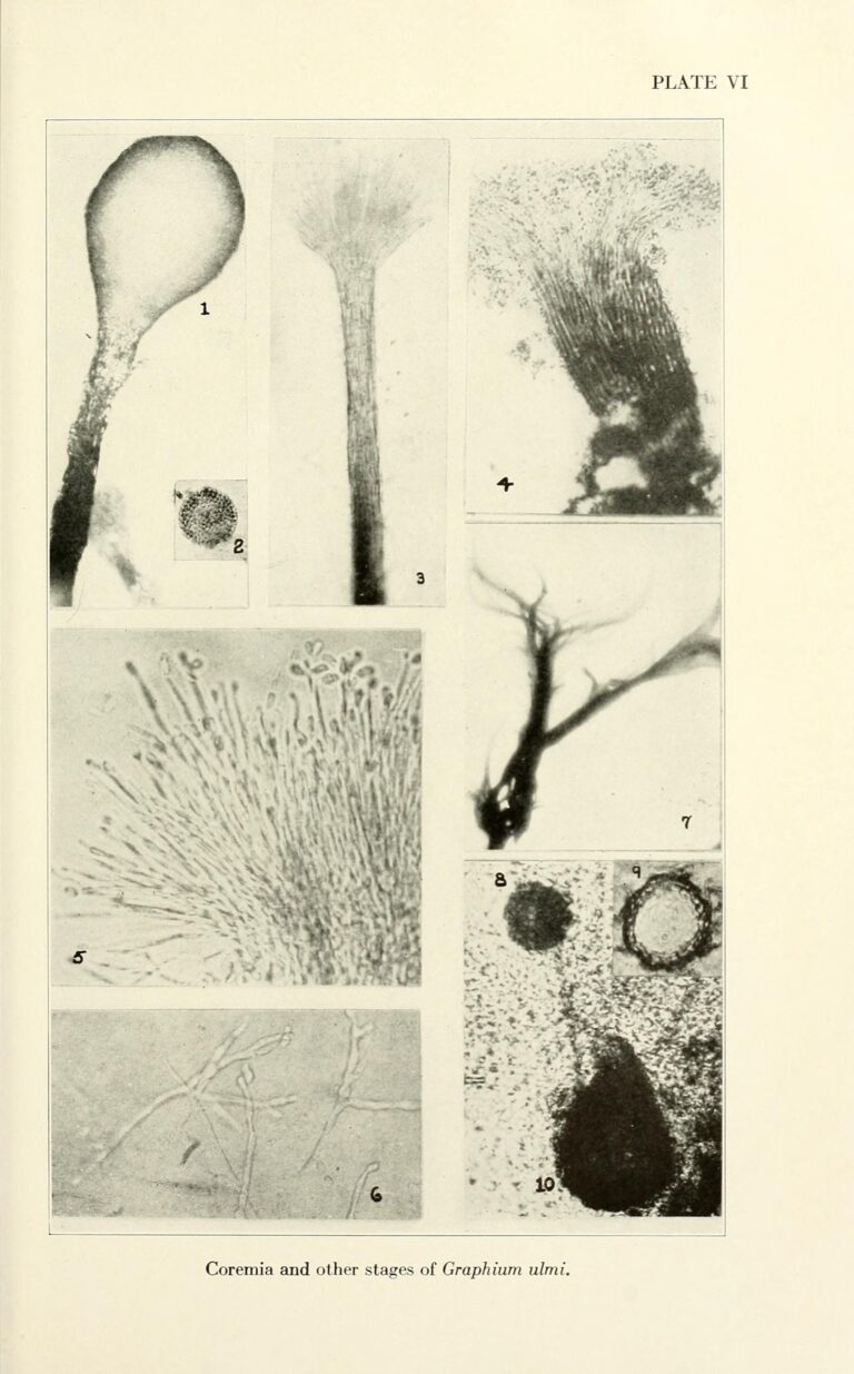 Ophiostoma ulmi