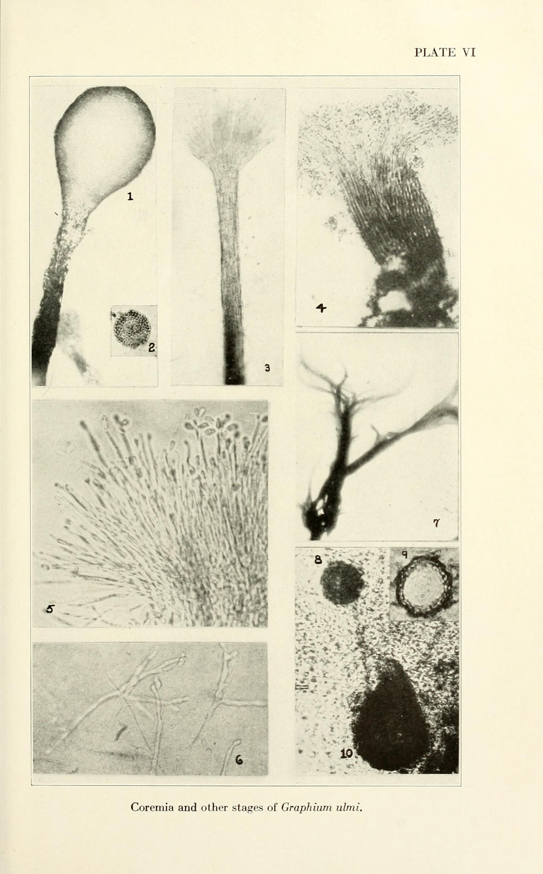 Ophiostoma ulmi