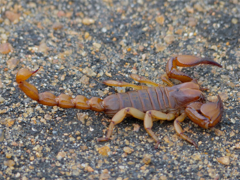 Opistophthalmus glabrifrons
