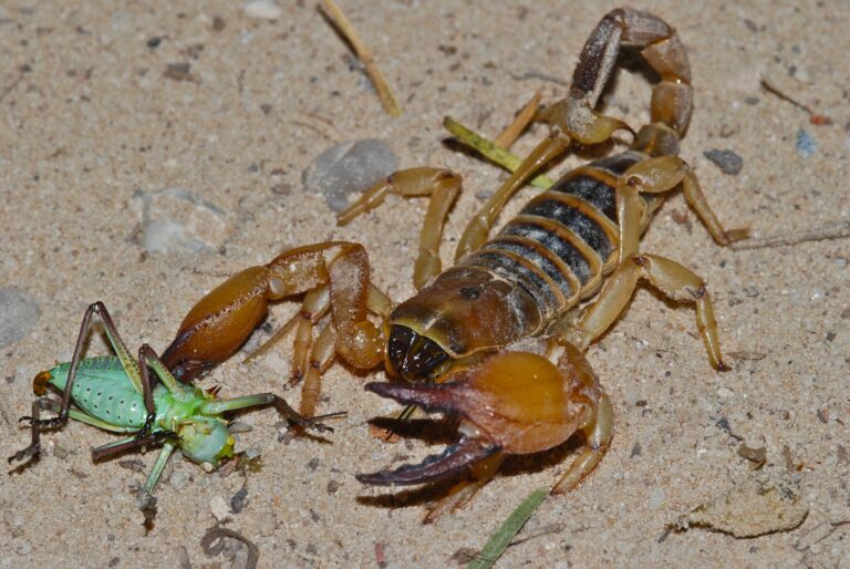 Opistophthalmus wahlbergii