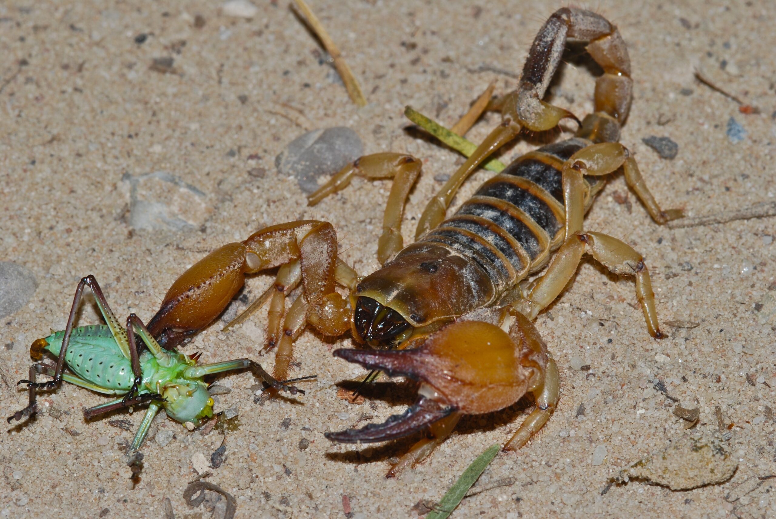 Opistophthalmus wahlbergii