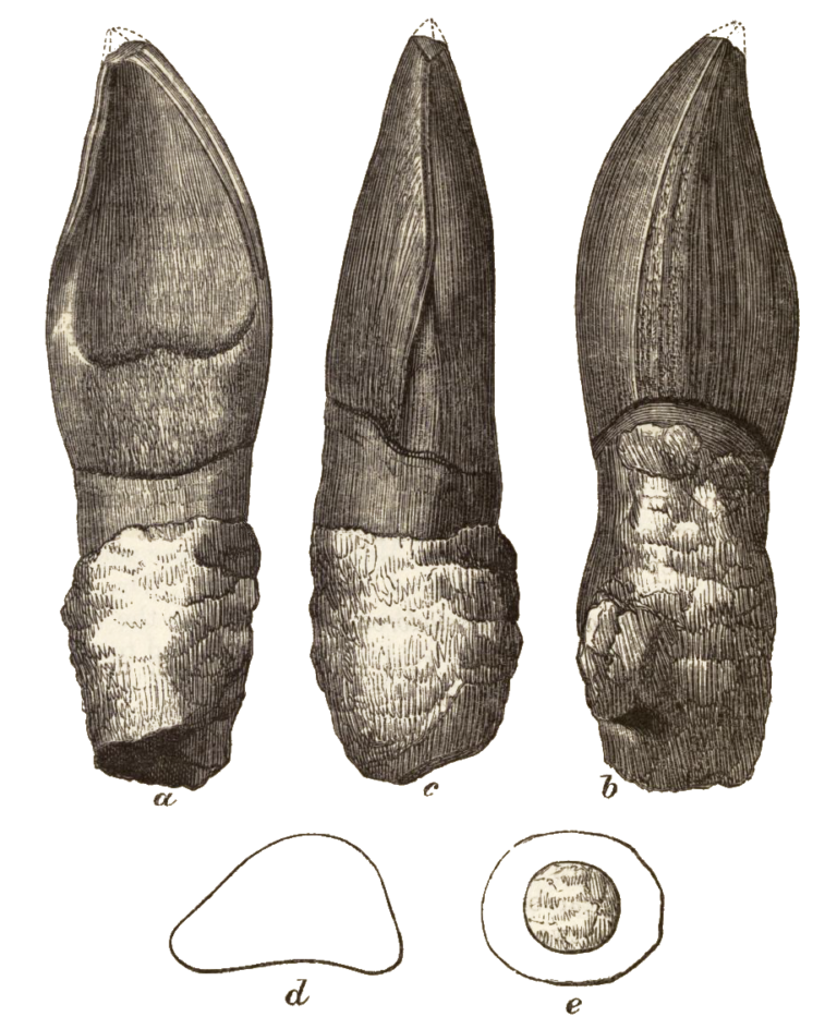 Oplosaurus