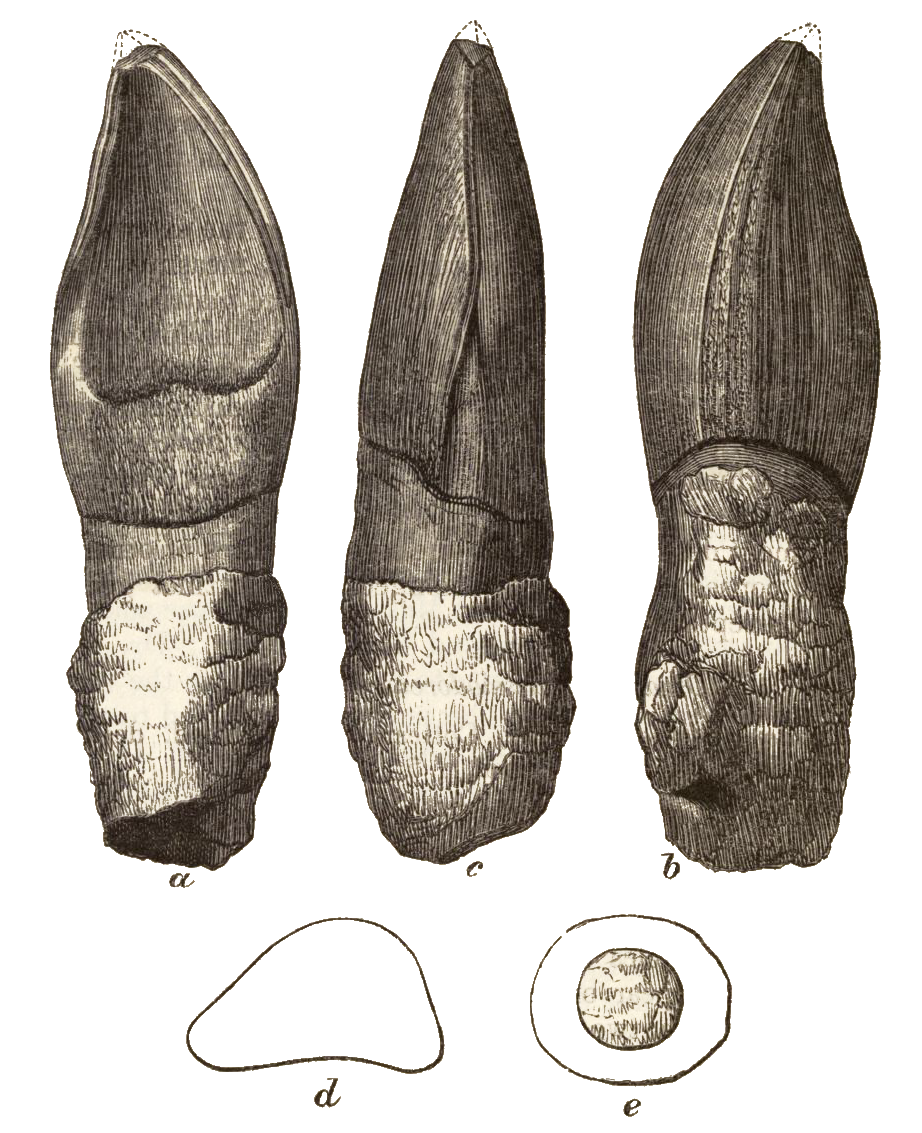 Oplosaurus