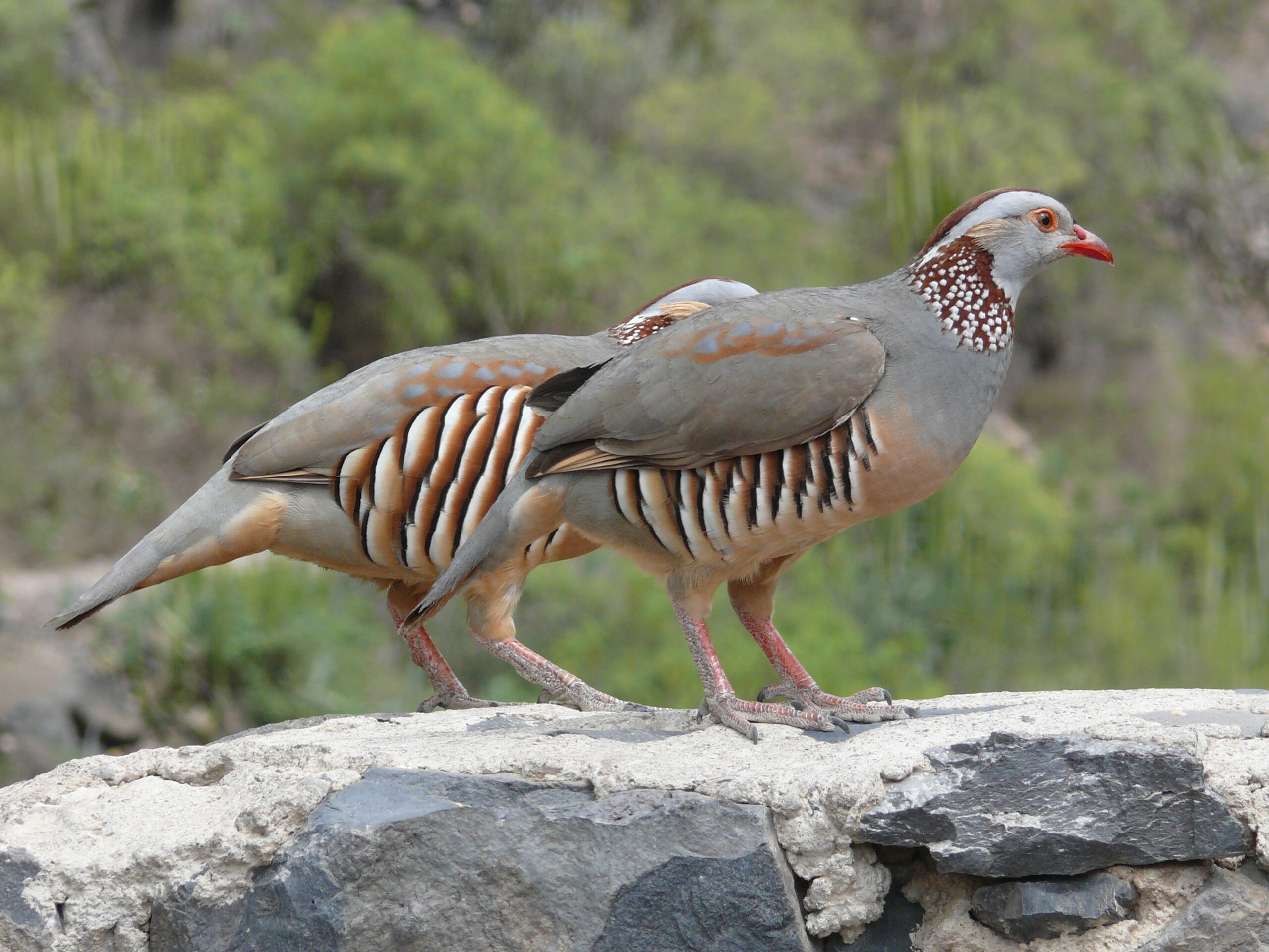 orebice berberská (Alectoris barbara)