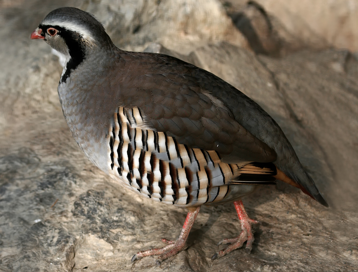 orebice horská (Alectoris graeca)