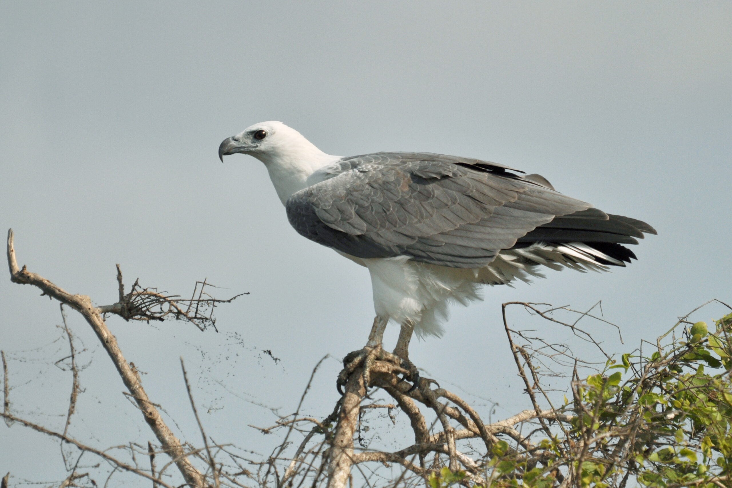 orel bělobřichý (Haliaeetus leucogaster)