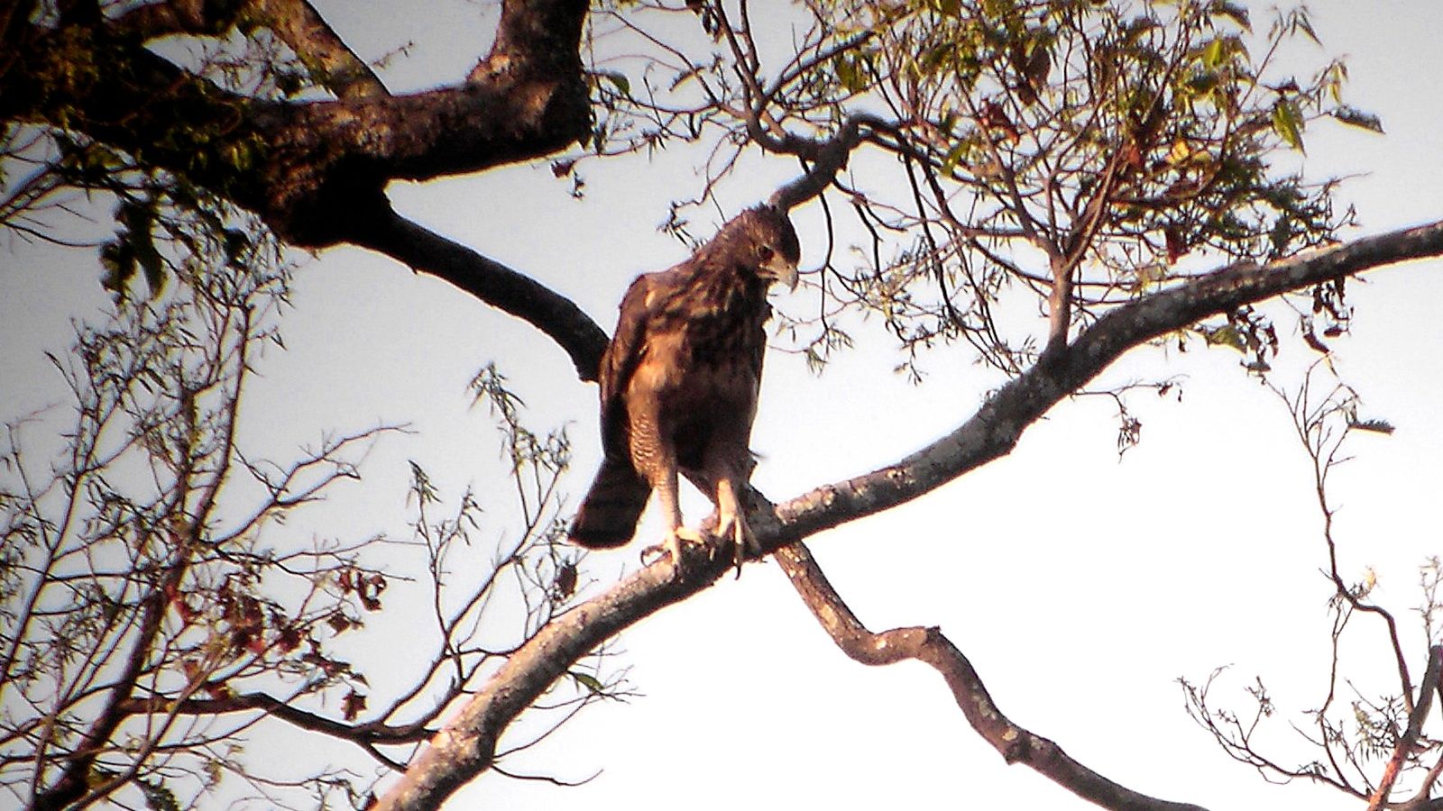 orel filipínský (Nisaetus philippensis)