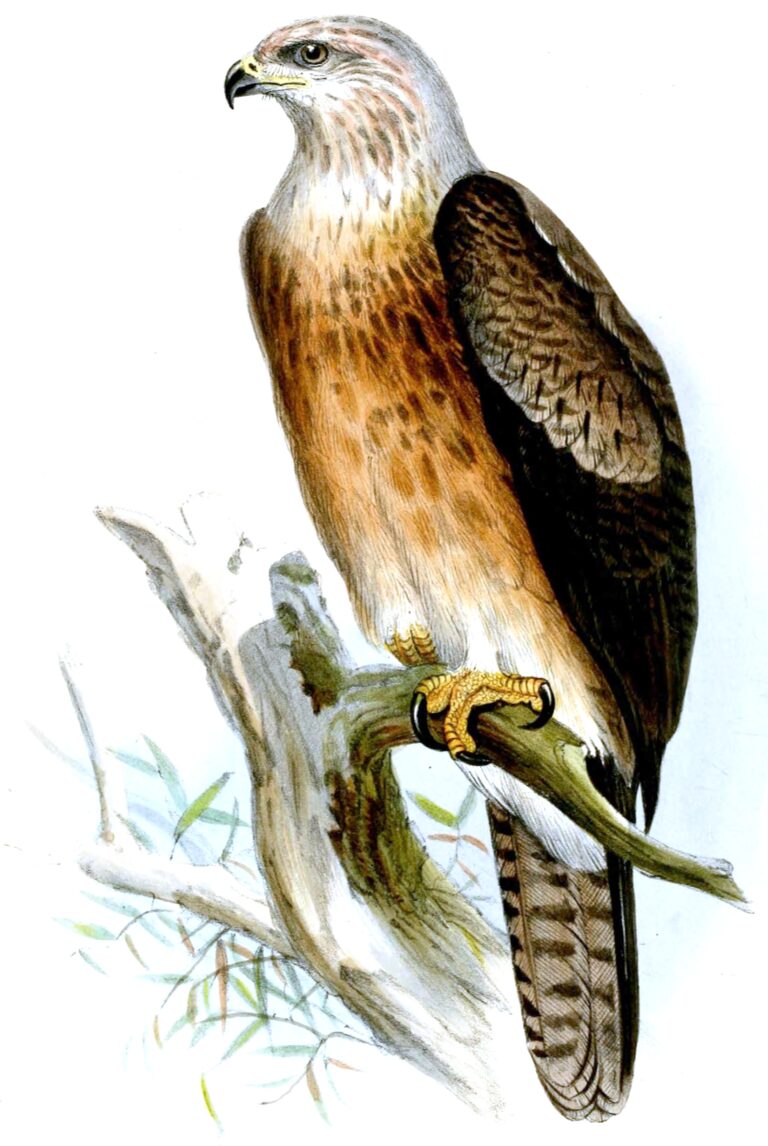 orel hnědý (Aquila gurneyi)