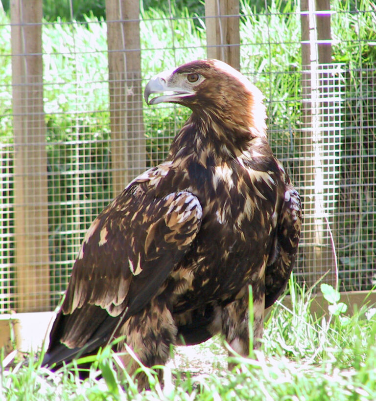 orel iberský (Aquila adalberti)