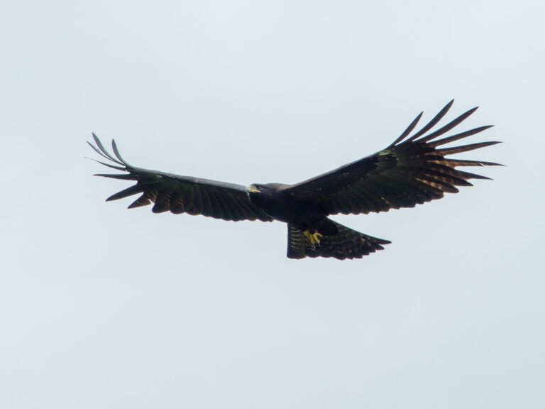 orel indomalajský (Ictinaetus malaiensis)