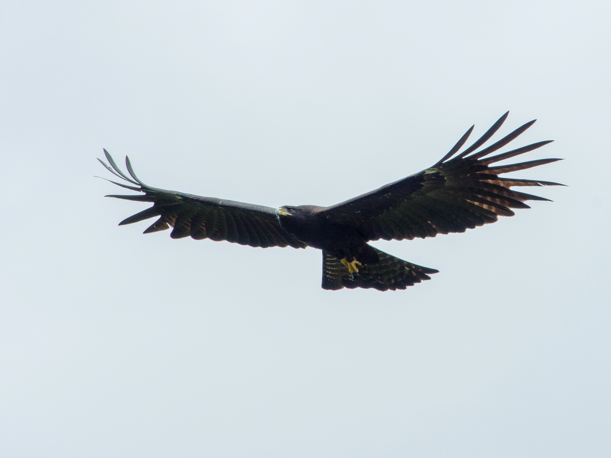 orel indomalajský (Ictinaetus malaiensis)