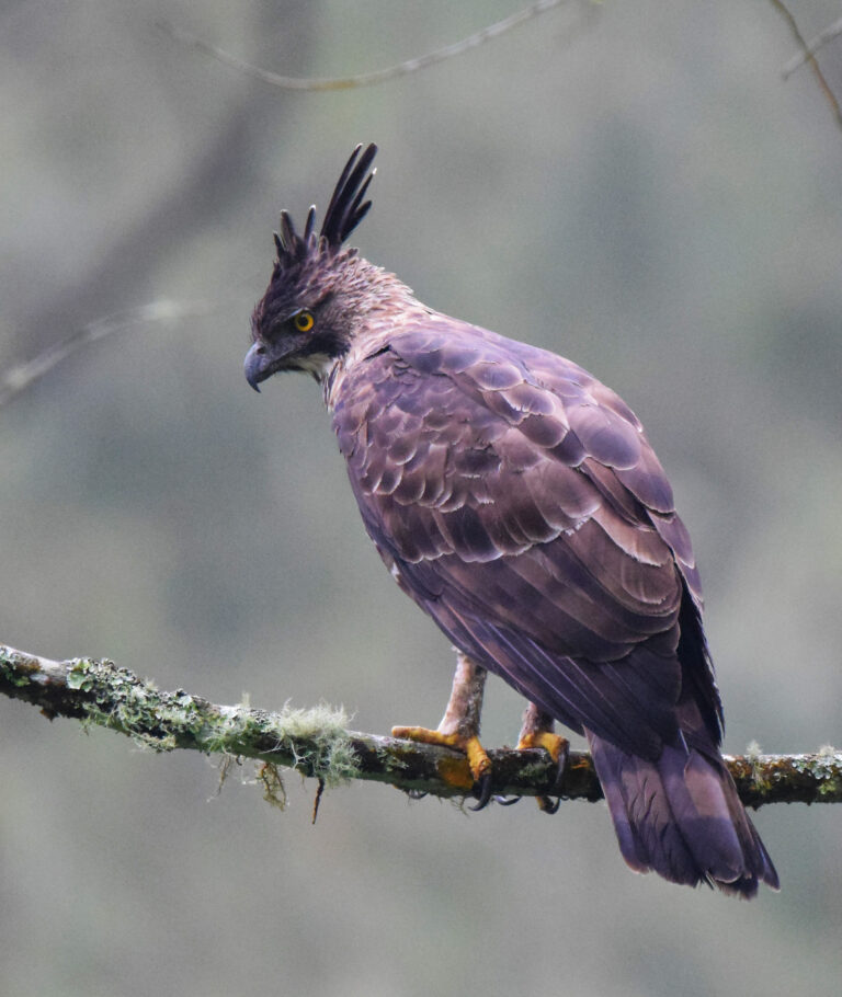orel jávský (Nisaetus bartelsi)
