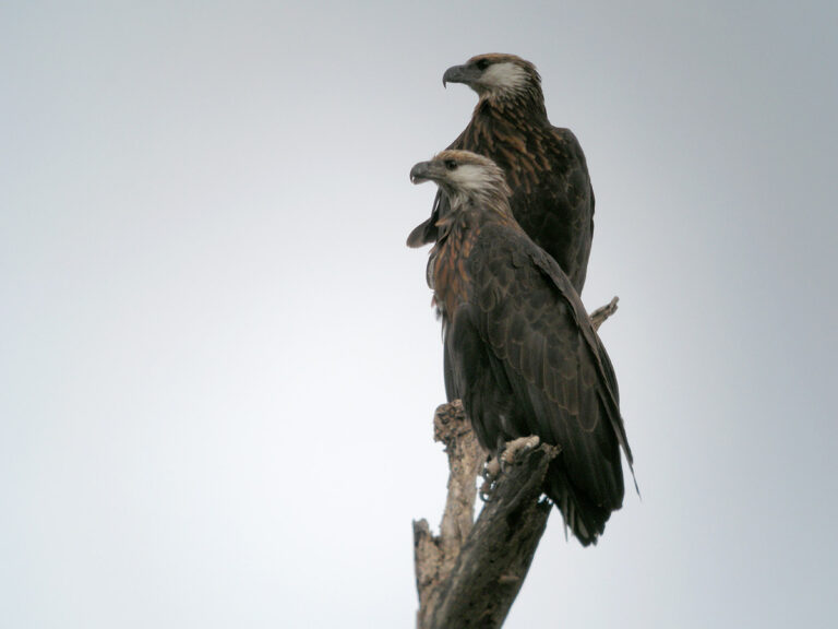 orel madagaskarský (Haliaeetus vociferoides)