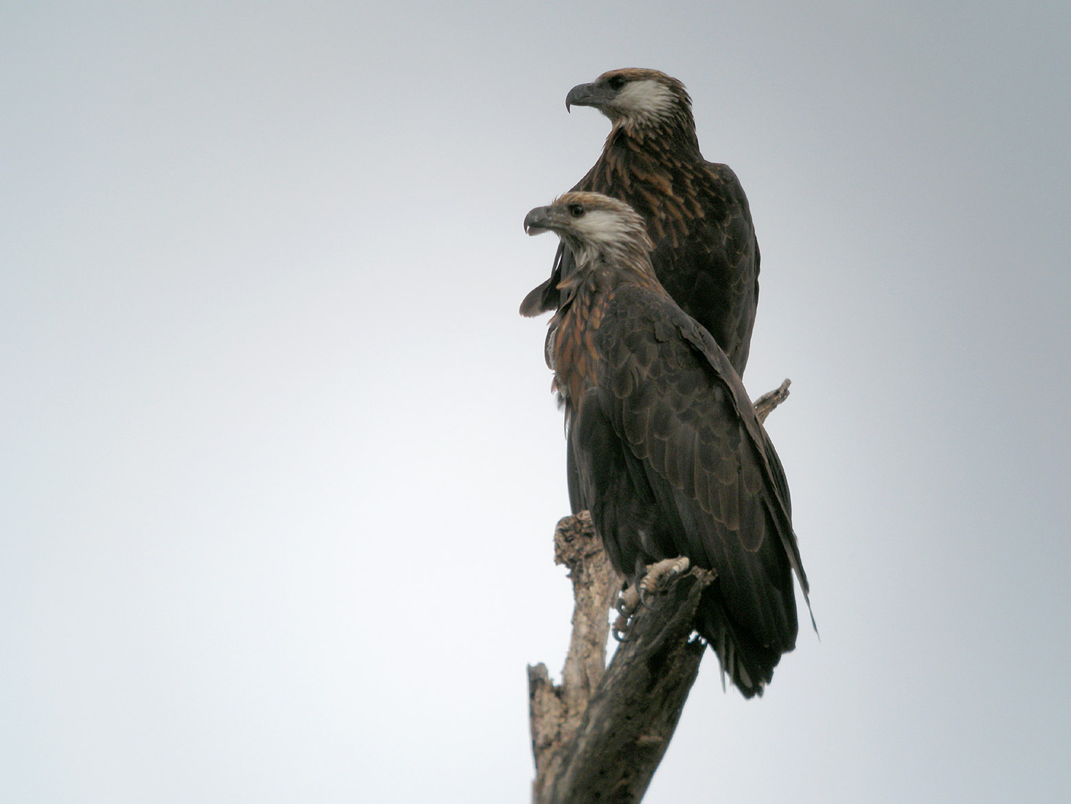 orel madagaskarský (Haliaeetus vociferoides)