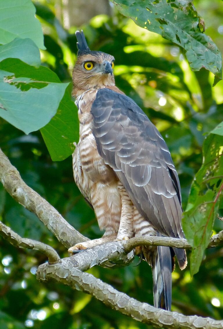 orel malajský (Nisaetus nanus)