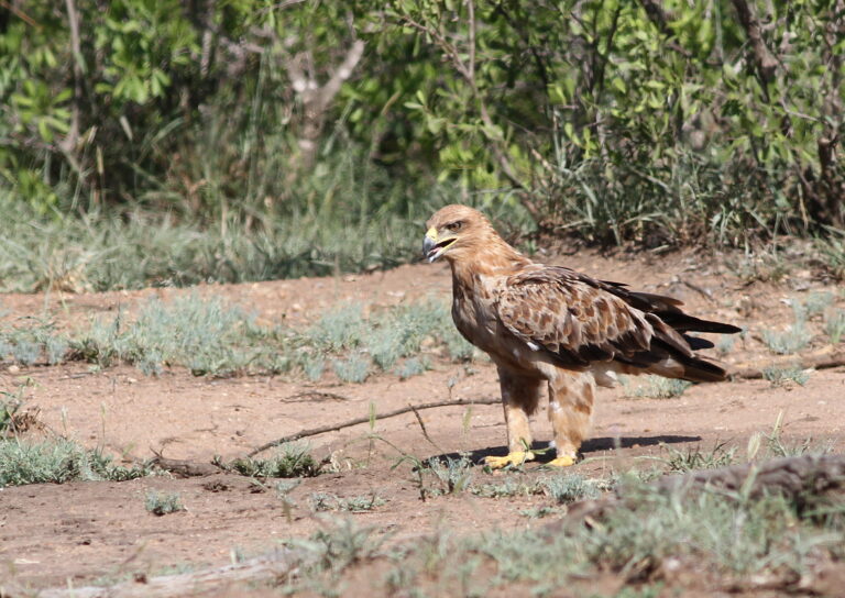orel okrový (Aquila rapax)