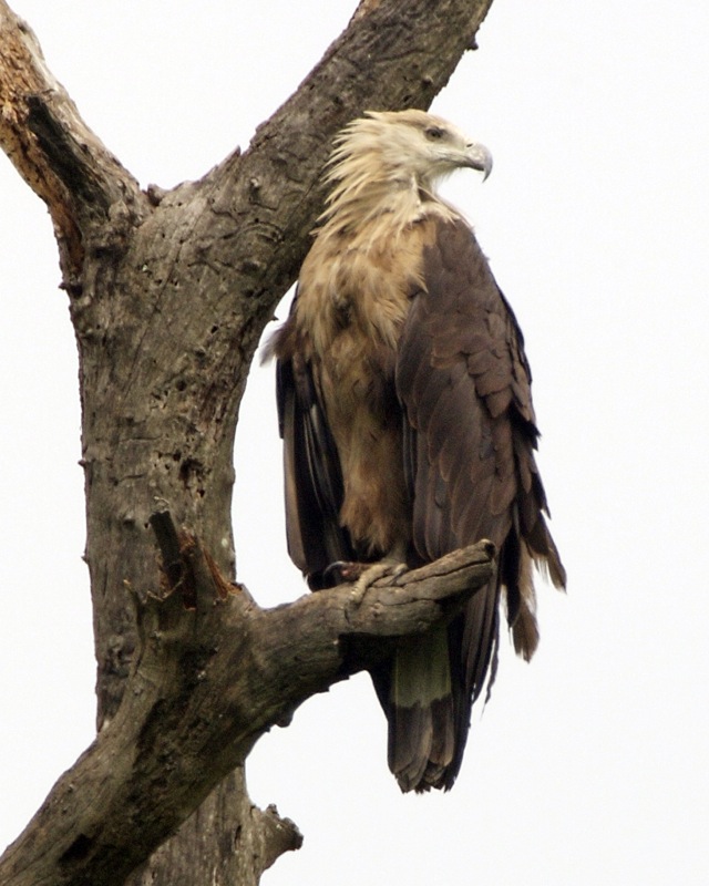 orel páskovaný (Haliaeetus leucoryphus)