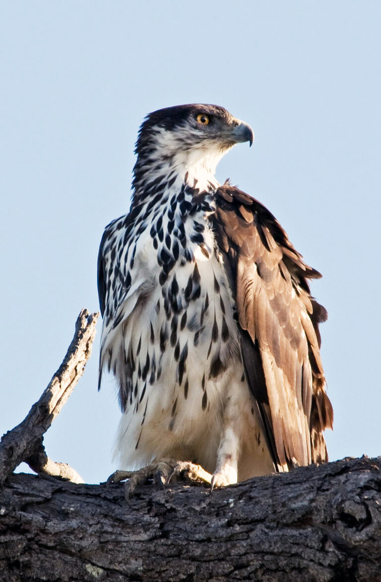 orel savanový (Aquila spilogaster)