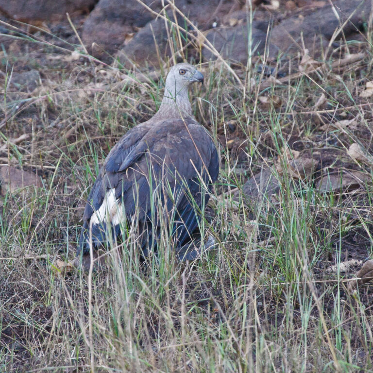 orel šedohlavý (Haliaeetus ichthyaetus)