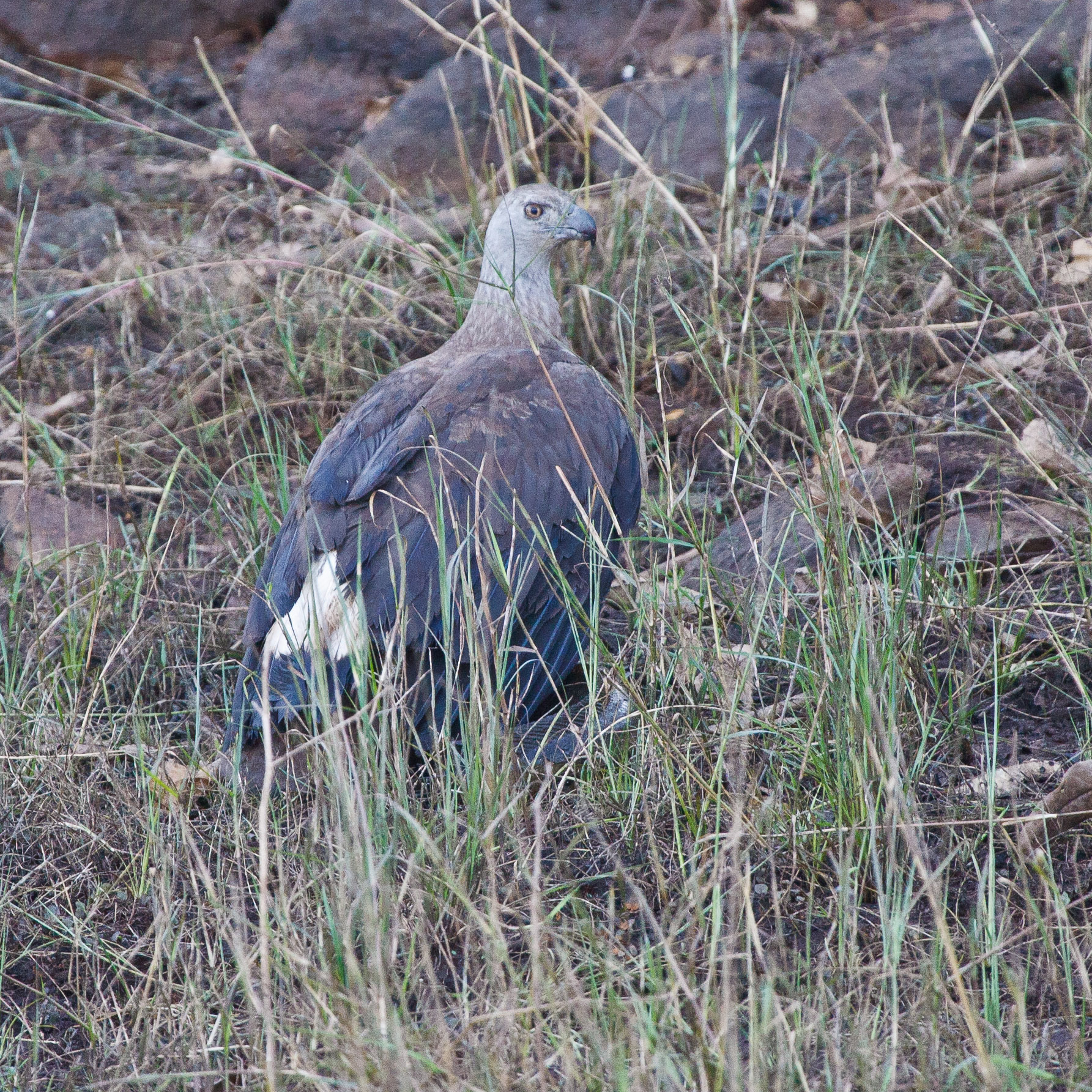 orel šedohlavý (Haliaeetus ichthyaetus)