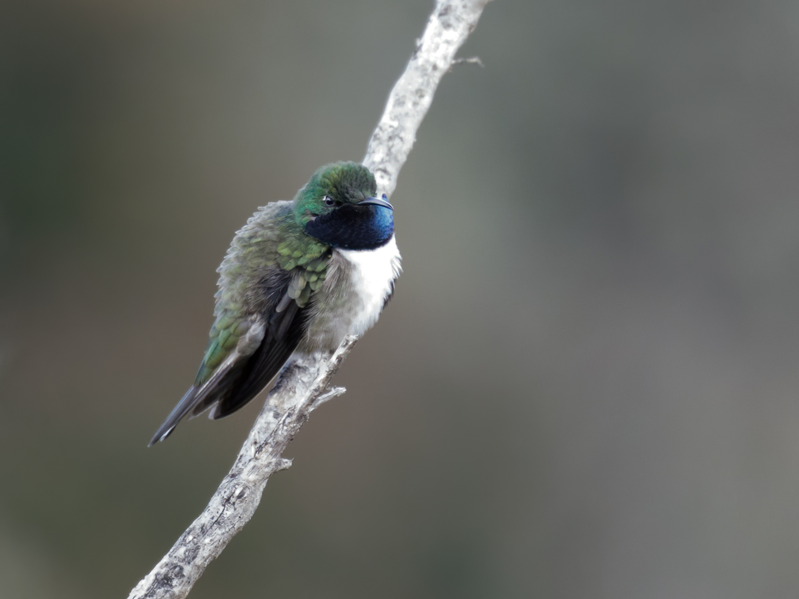 Oreotrochilus cyanolaemus