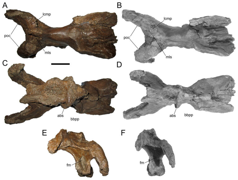 Ornatops