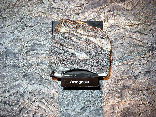 ortorula