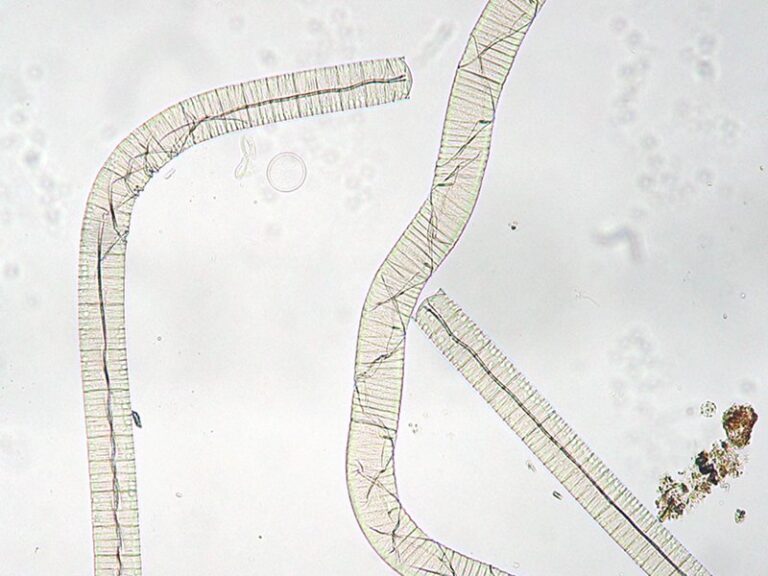 Oscillatoria princeps (Oscillatoria princeps)