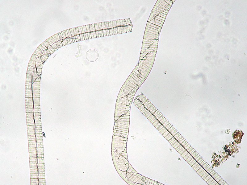 Oscillatoria princeps (Oscillatoria princeps)
