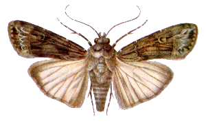 Osenice ypsilonová (Agrotis ipsilon)