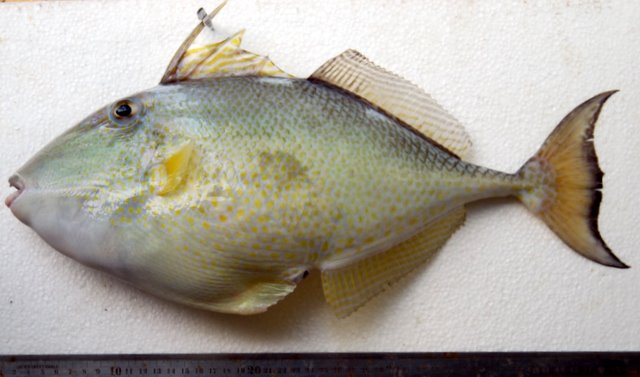 ostenec hvězdnatý (Abalistes stellatus)