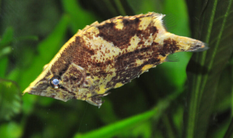 ostnáč jednovousý (Monocirrhus polyacanthus)