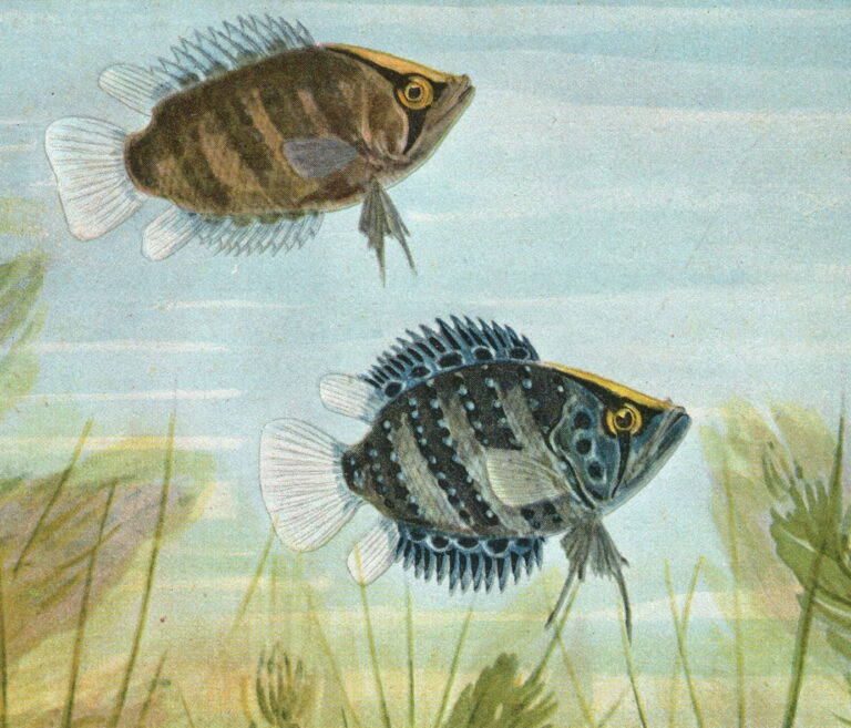 ostnáč Schomburgkův (Polycentrus schomburgkii)