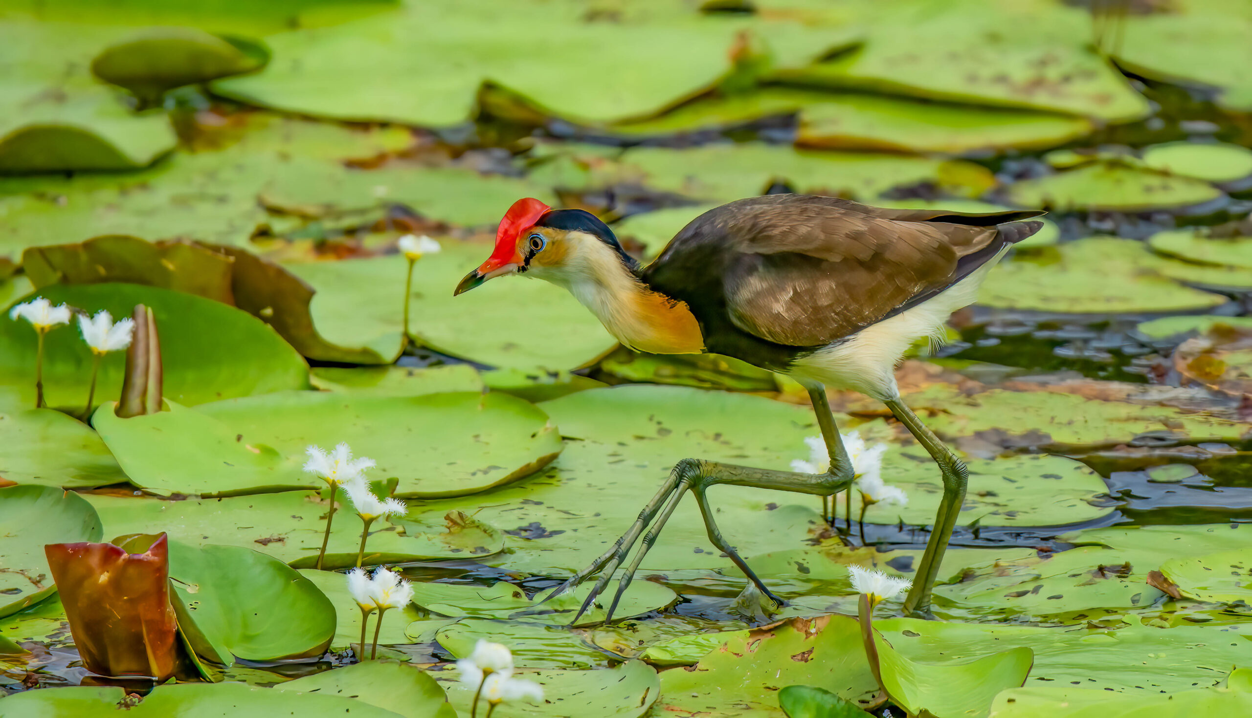 ostnák lotosový (Irediparra gallinacea)