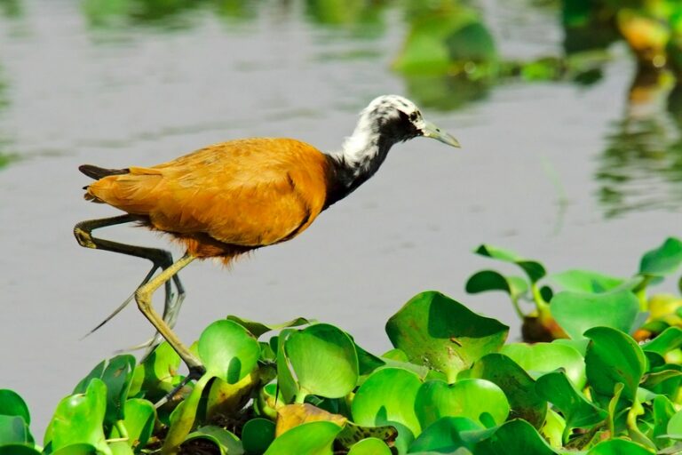 ostnák madagaskarský (Actophilornis albinucha)