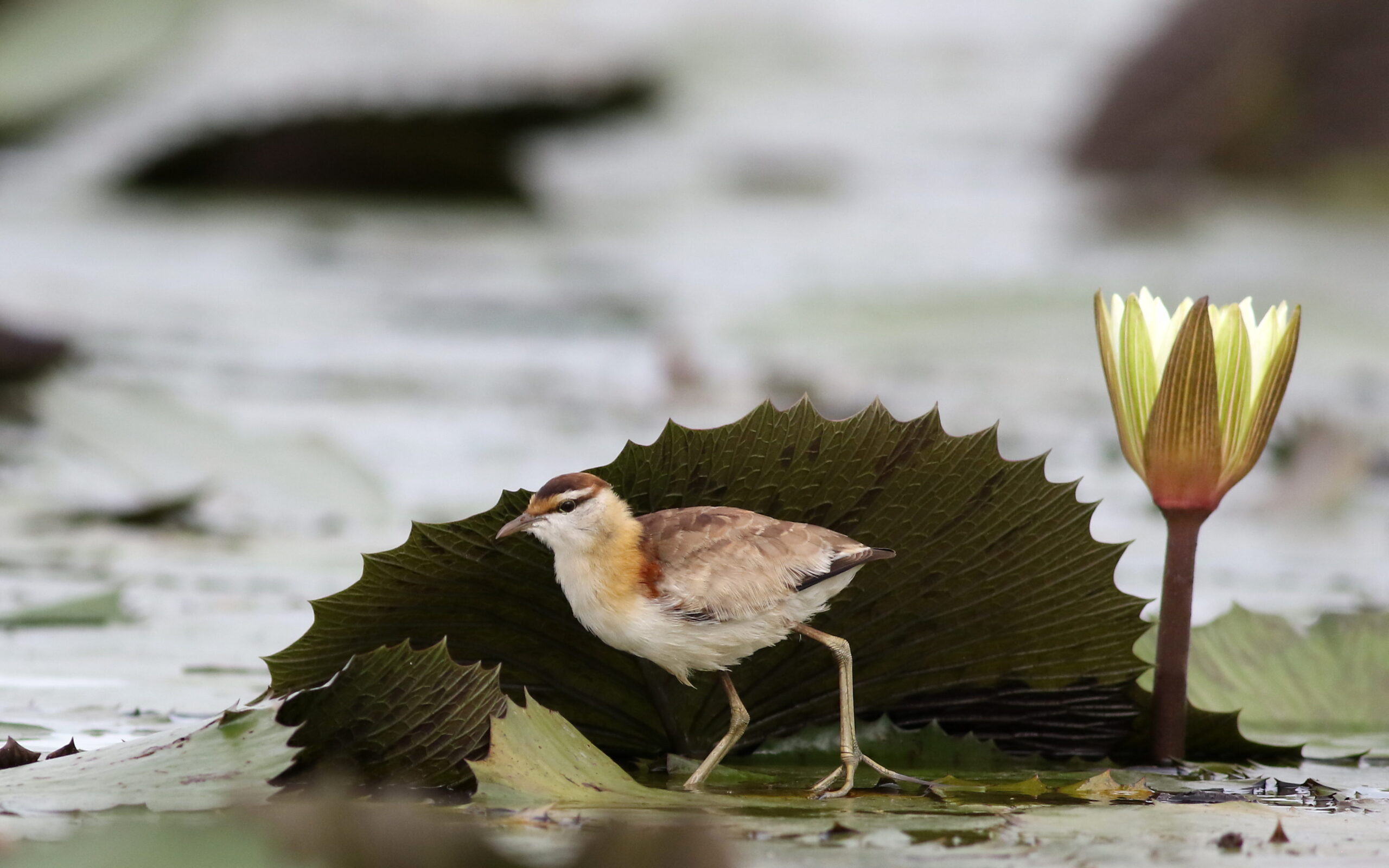 ostnák malý (Microparra capensis)
