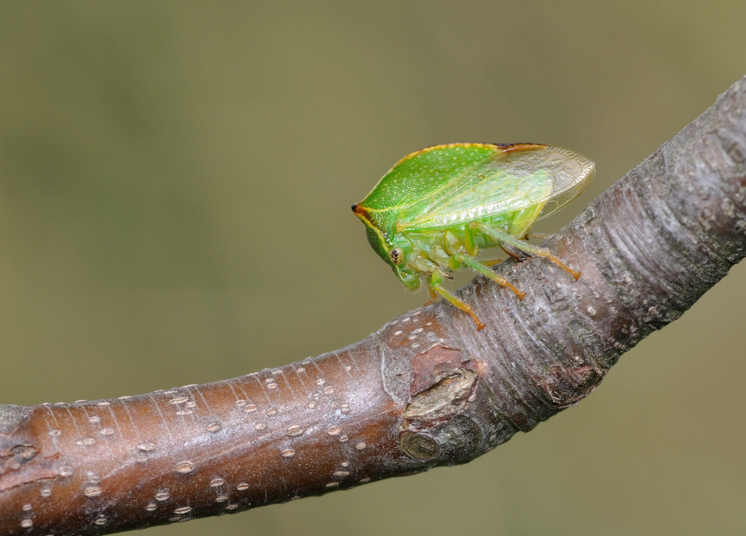 ostnohřbetka ovocná (Stictocephala bisonia)
