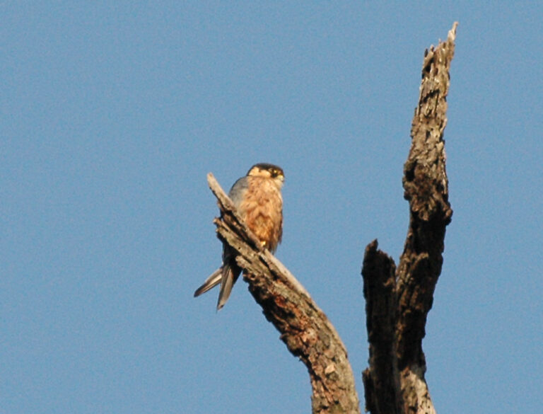 ostříž africký (Falco cuvierii)